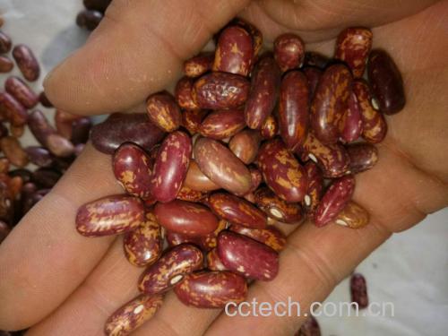 干芸豆泡发前后对比图