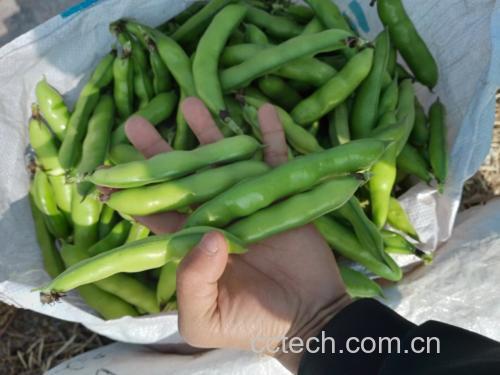蚕豆三步判别操作示意图