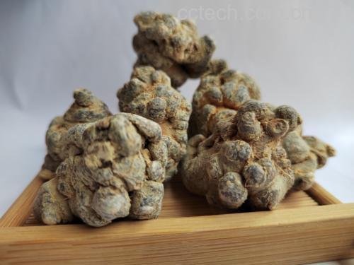 三七与川贝母药材对比图