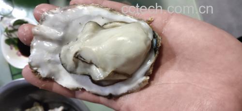 豆瓣酱炒花蛤成品图