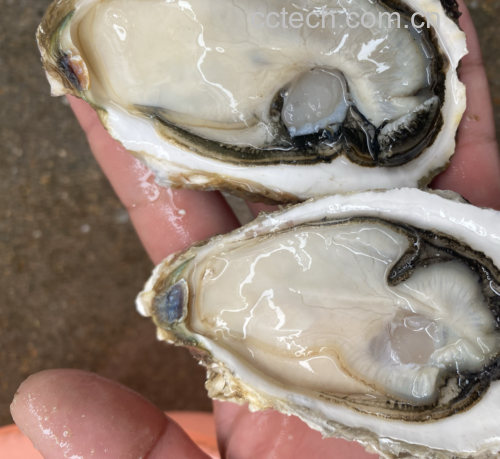 生蚝选购对比图:左侧为新鲜乳山生蚝(壳青灰带紫、肉厚乳白、汁水清亮),右侧为不新鲜生蚝(壳发白、肉质半透明、汁液浑浊发黏)