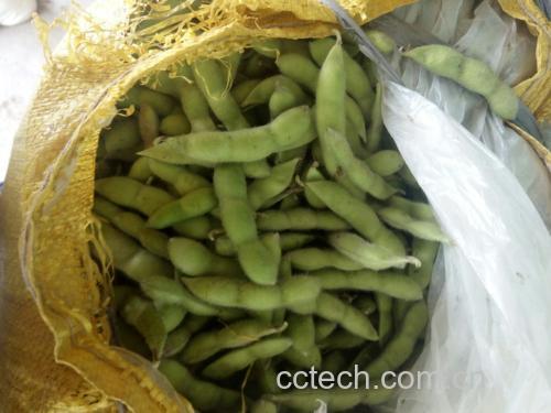 新鲜毛豆选购图