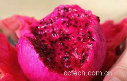 火龙果蒸蛋成品