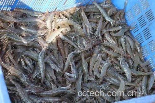 鲜活小龙虾成堆堆放于竹筐中，背景为清晨池塘边，水珠晶莹，虾体泛红蓝光泽