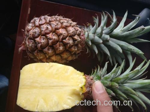 菠萝与凤梨对比图