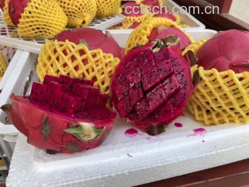 火龙果果实特写