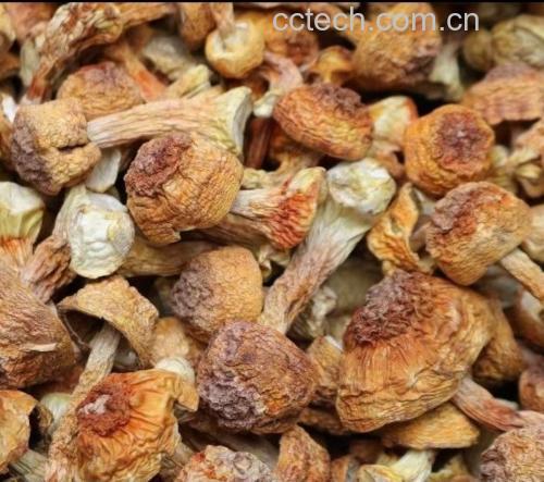 鲜香菇与干香菇实物对比图
