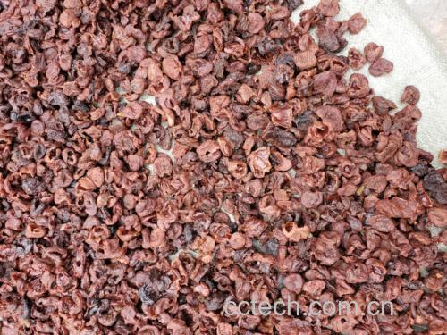 雪梨海底椰煲瘦肉成品图