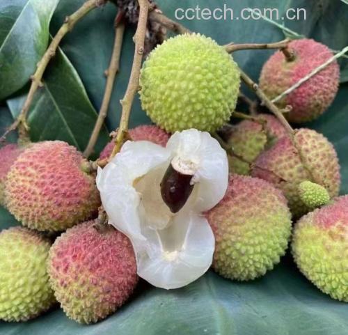 荔枝健康食用指南插图