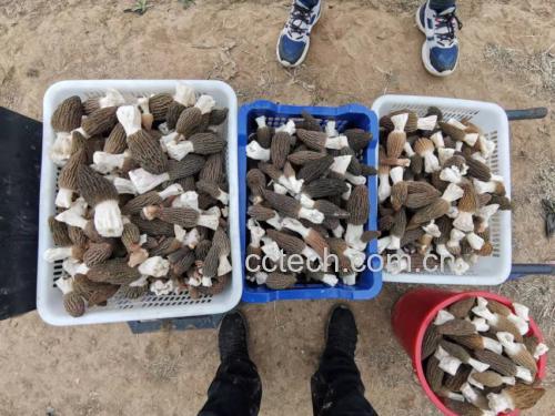 羊肚菌在透明玻璃碗中用温水浸泡的过程特写