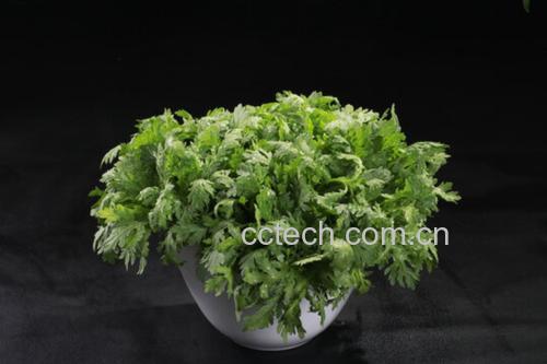 刚出锅的茼蒿不烂子盛入粗陶碗中,色泽鲜绿油亮,表面淋着琥珀色陈醋,旁边配小碟蒜蓉辣椒油和几瓣新剥蒜瓣