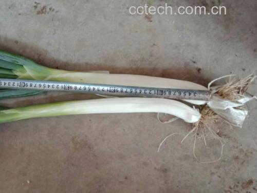 小葱横切显微结构图，清晰显示葱白鳞茎层叠结构与绿色叶鞘中密集的油细胞群