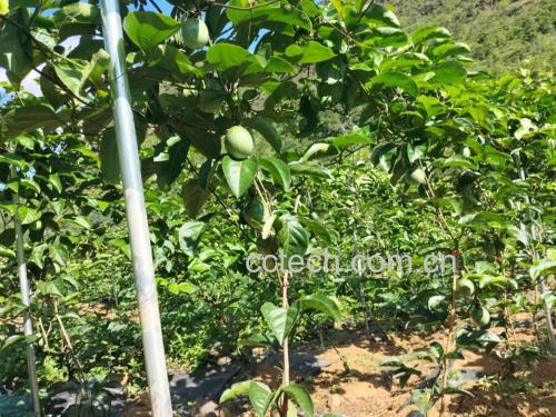 百香果不同成熟阶段对比图
