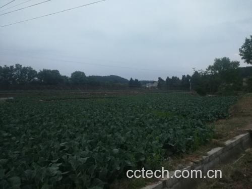 西兰花种植在绿色农场中,阳光明媚的田园风光