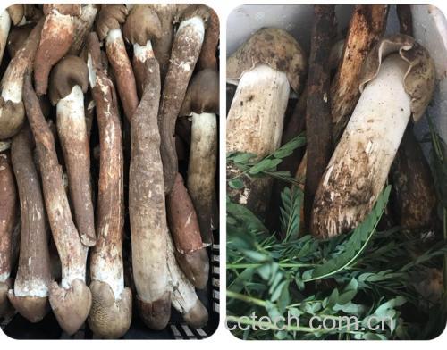 野生菌与茄子的营养成分对比图