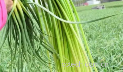 白帽蒜薹特写:顶端清晰可见乳白色蜡质“白帽”结构,茎秆翠绿挺直,表面覆薄层银灰蜡粉,截面呈六棱形,维管束分布均匀