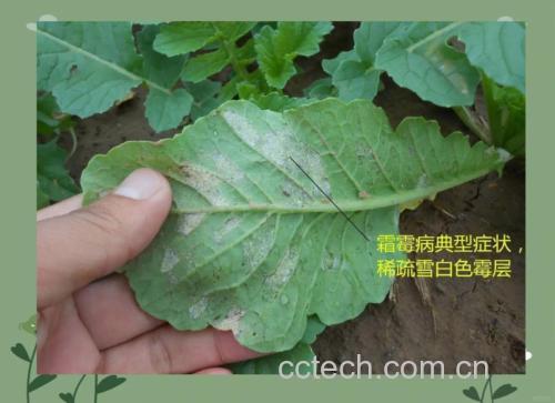 油菜选购对比图：左侧为优质嫩油菜（茎白如玉、叶片薄亮、根部紧实），右侧为老化油菜（茎部纤维外露、叶尖褐斑、根部松散）