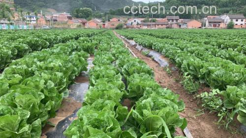 罗马生菜整株特写:深绿色长椭圆形叶片紧密抱合,叶脉清晰呈乳白色,叶尖微卷,表面覆有薄层天然蜡质光泽