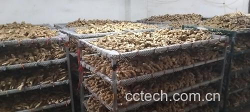 阴凉通风处保存带泥老姜