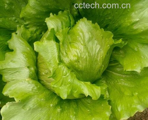 生菜球的营养价值及功效