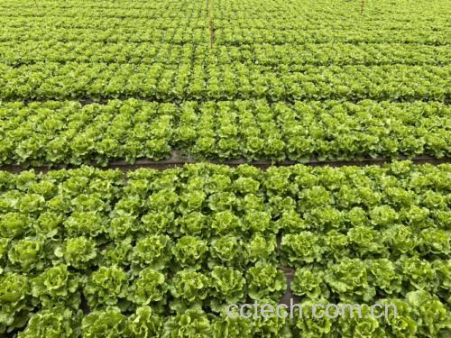 生菜在农田中生长的情景