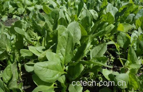 菠菜与生菜拼盘示意图