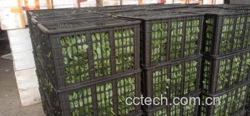 豌豆冷藏保存示意图