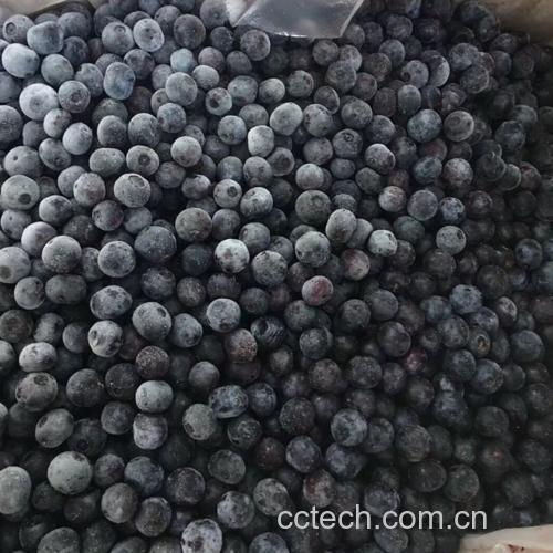 蓝莓在托盘中进行单层冷冻处理