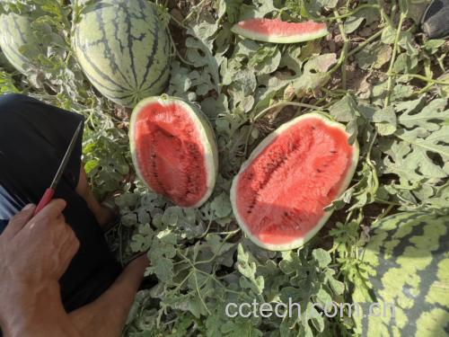 完整西瓜与切开西瓜对比