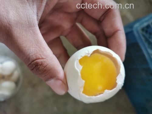 剥鸡蛋不粘壳 - 敲击鸡蛋并开始剥壳