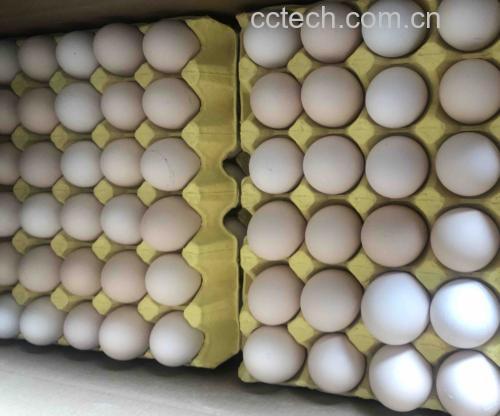 剥鸡蛋不粘壳 - 完整剥壳的成品展示