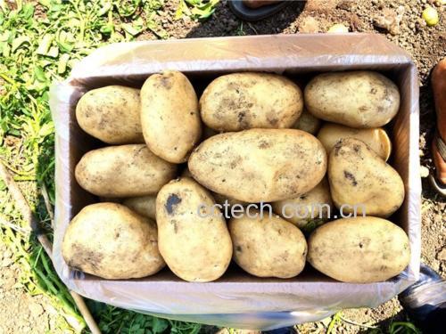白土豆与黄土豆横切面对比特写：左侧为乳白色薯肉、纹理细腻致密；右侧为淡金黄色薯肉、可见细微絮状淀粉颗粒，两者大小相近，置于白色瓷盘中，背景虚化