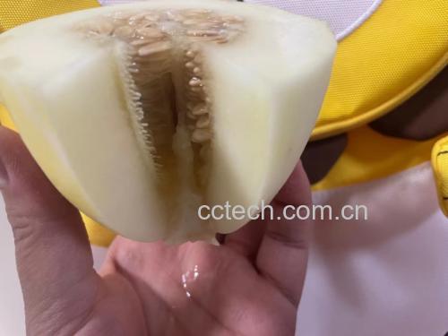 甜瓜切开展示果肉与颜色