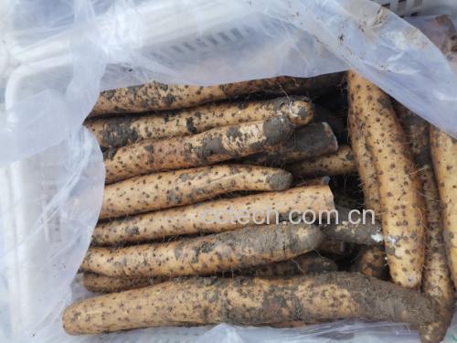 怀山药糯性品系新鲜块茎特写:表皮浅褐色带细密须根痕,断面纯白致密无褐点,表面渗出透明黏液