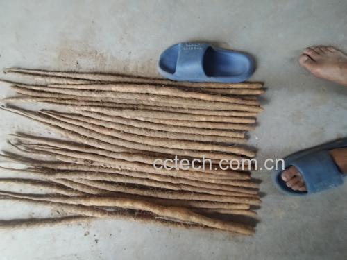 铁棍山药切片与血糖仪对比图
