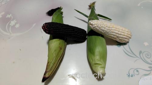白胡椒与黑胡椒对比图