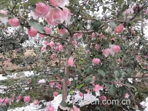 红富士苹果在果园中挂果场景