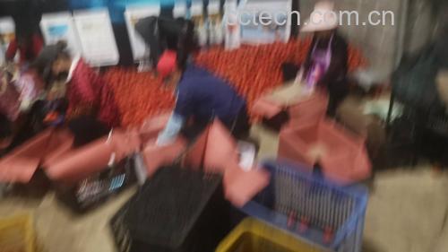 冷冻西红柿成品展示图