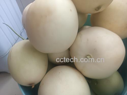 网纹瓜与玉菇甜瓜对比图