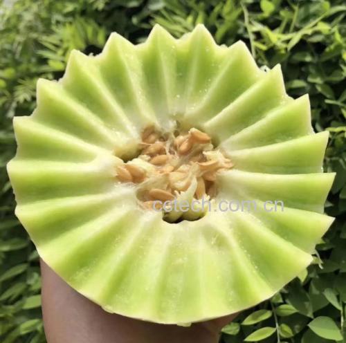 切开的网纹瓜与玉菇甜瓜横截面对比
