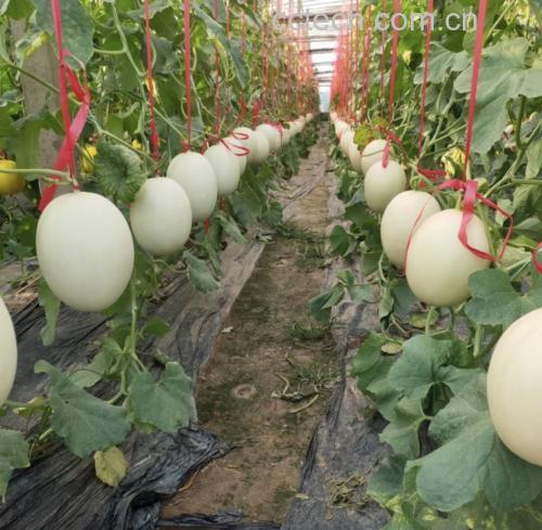 农户在温室大棚内采摘玉菇甜瓜