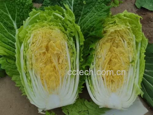 黄心白菜特写