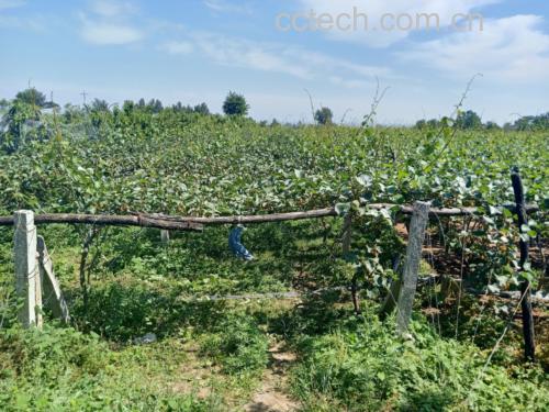 绿宝甜瓜种植管理现场图