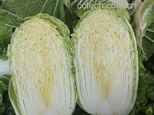 黄心白菜与绿心白菜横切对比特写
