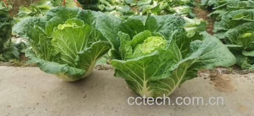 健康白菜与黑心白菜对比图