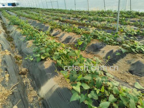 田间成熟西瓜红甘薯植株：藤蔓健壮呈深绿色，叶片心形具蜡质层，垄上块根膨大明显，部分露出土表的薯块呈现典型浅红褐色表皮，无绿肩、无龟裂
