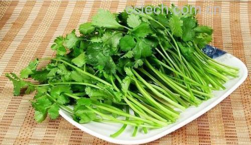 香菜沙拉摆盘图