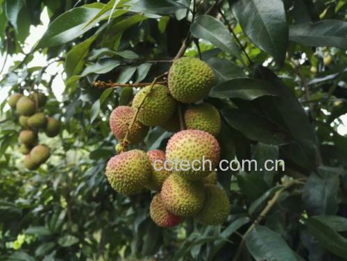 实验室检测场景:科研人员使用高效液相色谱仪(HPLC)分析大妃子笑荔枝提取液,电脑屏幕显示清晰的荔枝素(Litchitannin)特征峰图谱