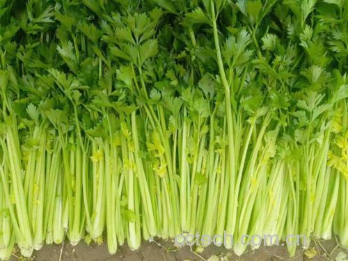 青瓜与西芹原材料图