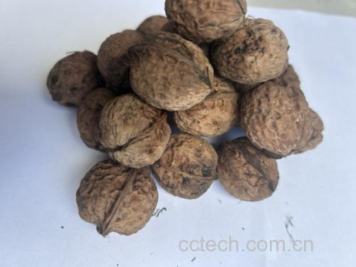 薄皮核桃特写